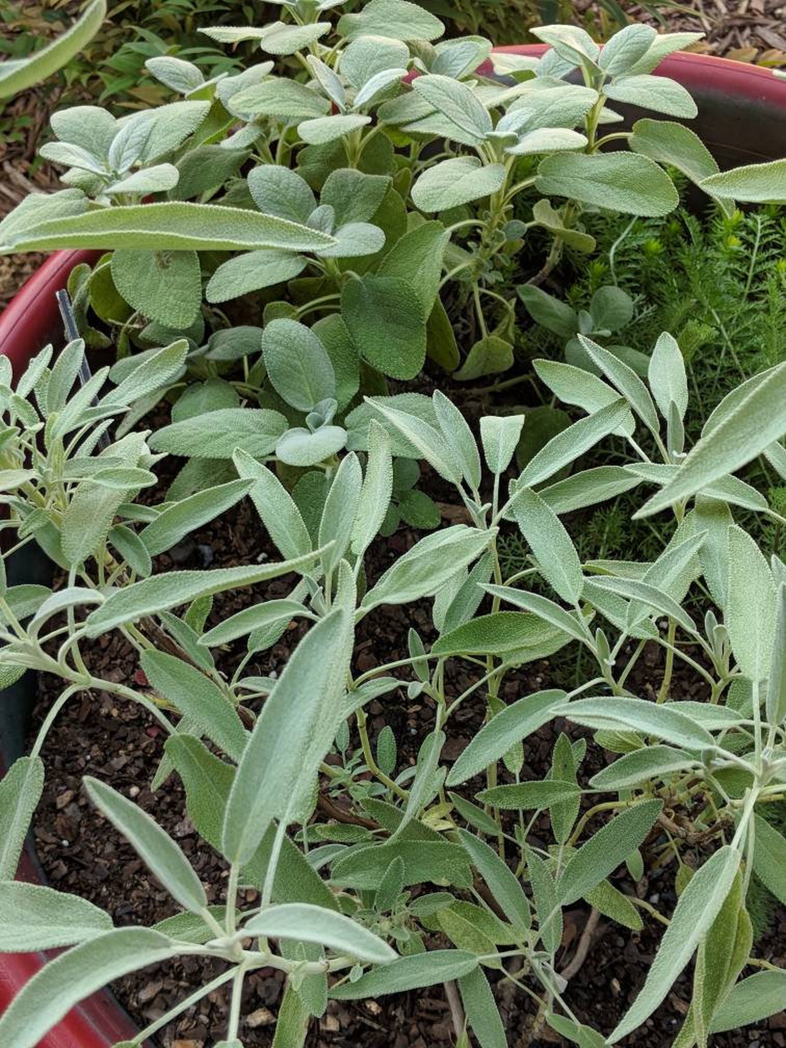 Fresh Air Dried Sage Whole Leaf From Hedgewitch's Own Etsy