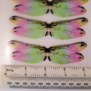 May include: Four iridescent dragonfly wings with pink, green and yellow hues. The wings are arranged in a row and are approximately 5 cm wide. A ruler is included for scale.