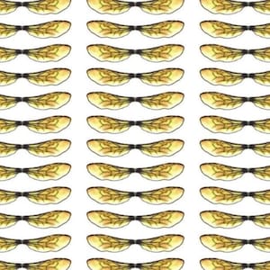 Bumble Bee Wings. 24 pairs of wings on acetate ready to cut out.  6cm wing span. Card Making. Golden Valley Crafts