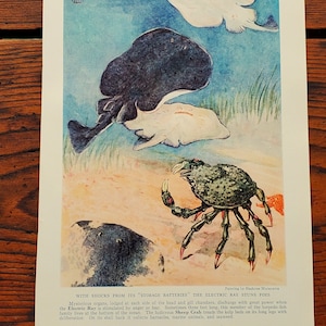 1939 Vintage Fish Wall Art 2-Sided Color Book Plate Coastal Wall Decor Cottagecore Wall Art