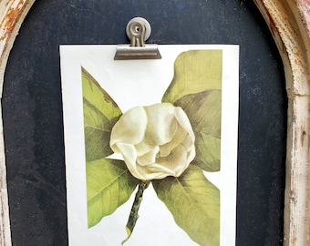 Vintage Botanical Print, Flower Book Page