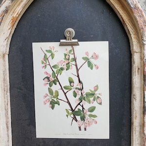 Vintage Botanical Print, Flower Book Page