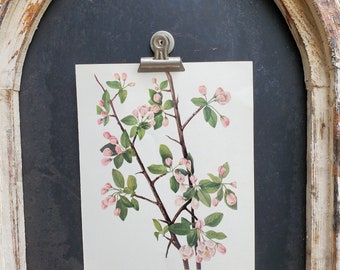 Vintage Botanical Print, Flower Book Page