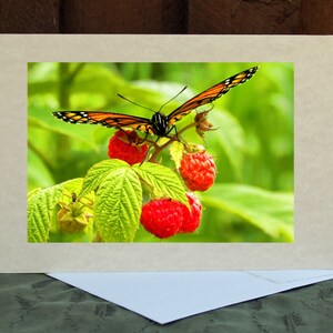 May include: A greeting card featuring a vibrant image of a monarch butterfly with orange and black wings, perched on a cluster of ripe red raspberries. The card is set against a lush green background, with a cream-colored mat and a white envelope.