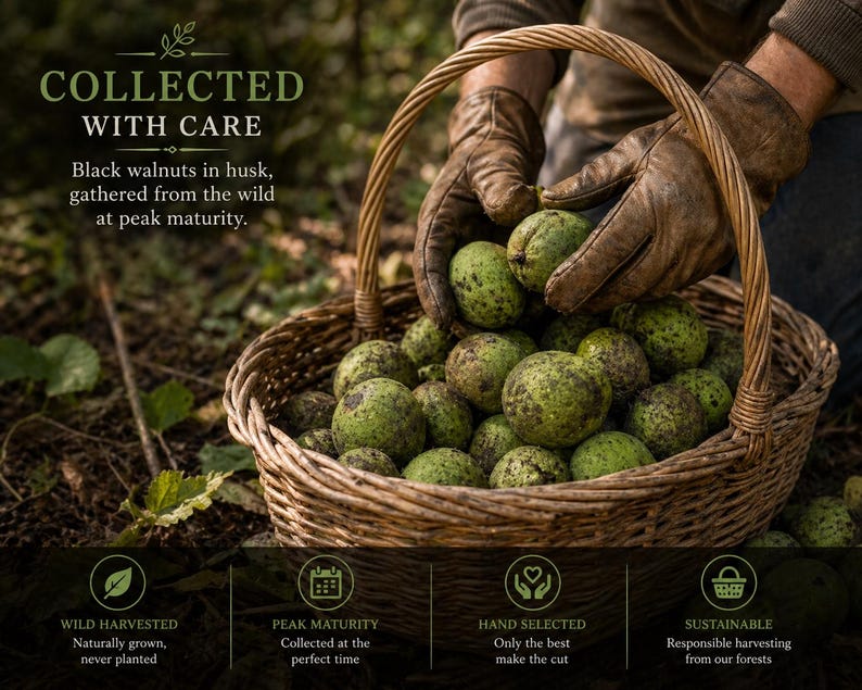 May include: A wicker basket filled with green-husked black walnuts is held by a person wearing brown leather gloves. The text "COLLECTED WITH CARE" and "Black walnuts in husk, gathered from the wild at peak maturity" are visible.