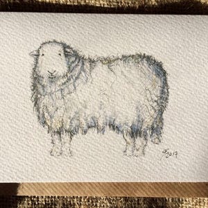 Carte mouton Herdwick