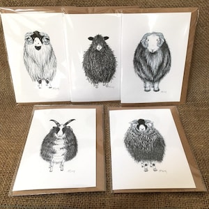 Pack of five mixed sheep cards, sheep breeds cards, pack of five cards