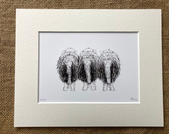 Herdwick limited edition print - Three Herdwick sheep, back view, sheep print, Herdwick print