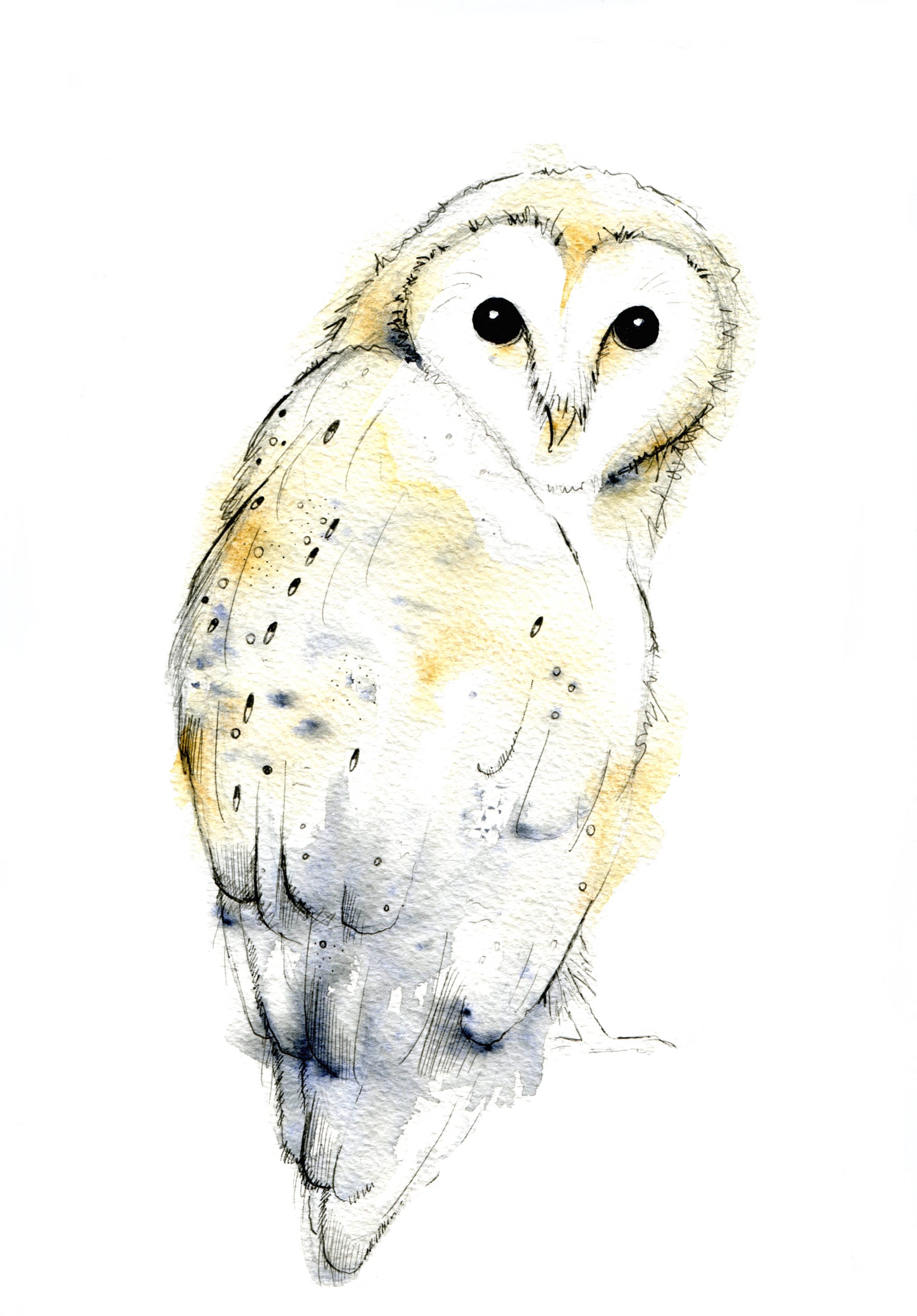 Barn Owl print, limited edition print, owl print,