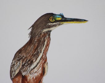 Heron painting, Green heron painting, little heron art, coastal bird art, shore birds art, bird lover gift,  by Betty Moore.