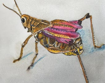 Eastern Lubber Grasshopper, Florida grasshopper,original watercolor