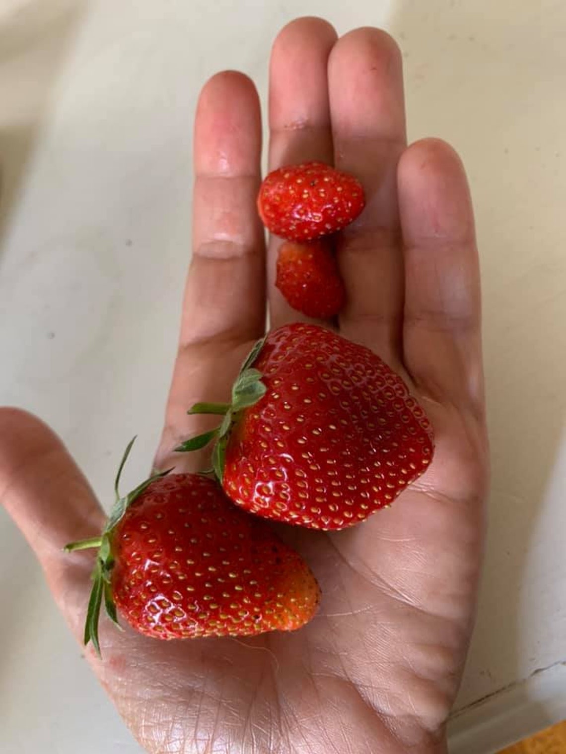 Everbearing Strawberry LIVE PLANTS bare root crowns Etsy