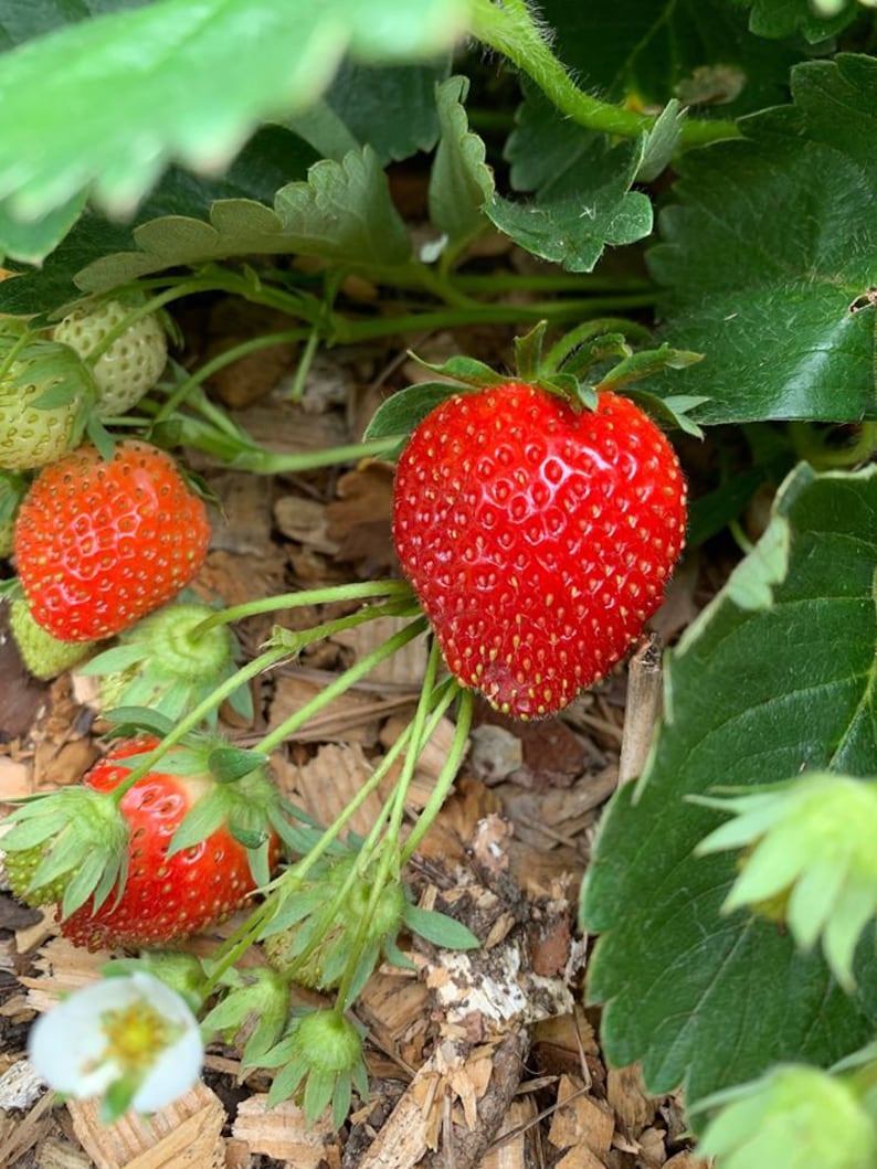 Everbearing Strawberry LIVE PLANTS bare root crowns Etsy