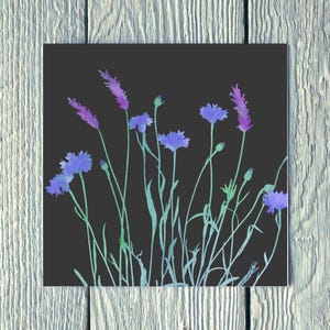 Lavanda e centáureas, cartão de felicitações