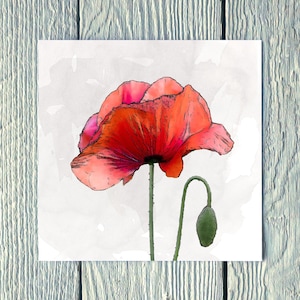 Poppy Flower, Greetings Card