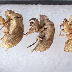 Cicada Shell