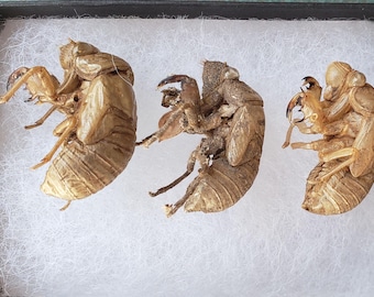 Cicada Shell