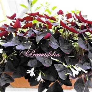 Oxalis Mijke 5 bulbs,  Purple Shamrock bulbs; lucky plant, love plant - Bulbs only 5 bulbs/corms. Read Details