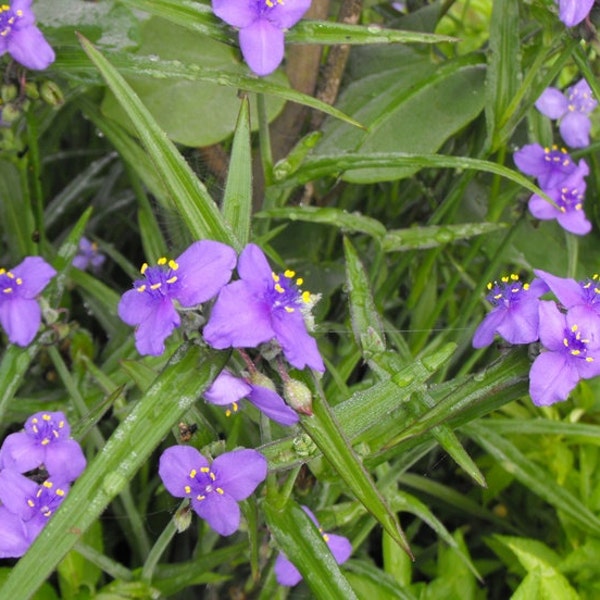 SALE! 10 Spiderwort plants, Tradescantia Virginiana -10 plants shipped bareroot. Pls read listing description.