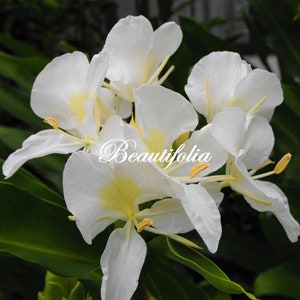 SALE! 3 Rhizomes, White Butterfly Ginger Lily Plant ,  Hedychium Coronarium, Very Fragrant Flowers! 3 nice size rhizomes