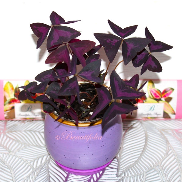 Oxalis Triangularis, Purple Shamrock bulbs; lucky plant, love plant - 6 bulbs/corms with free pot + soil, grow kit/gift set. Read Details
