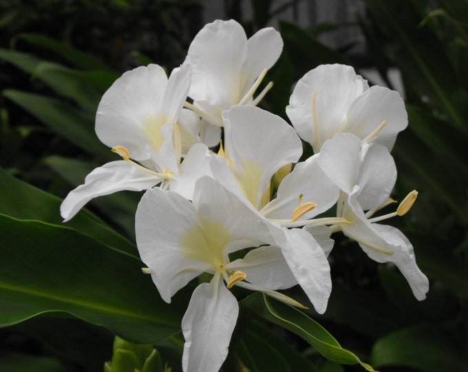 SALE 5 Rhizomes, White Butterfly Ginger Lily Plant , Hedychium