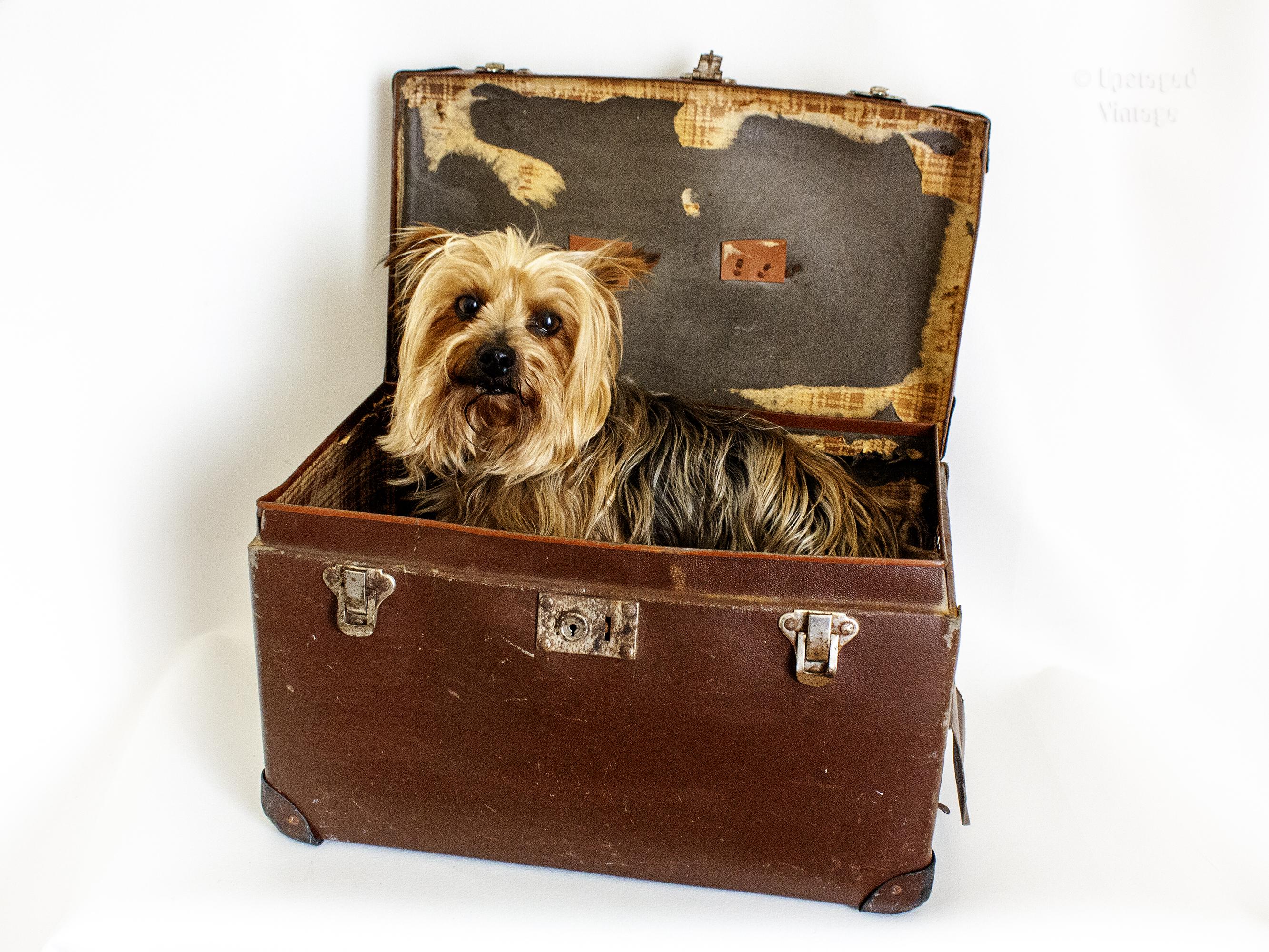 美国 1940年代 古董 宠物筐 猫犬用屋顶型 ストア ペットキャリー