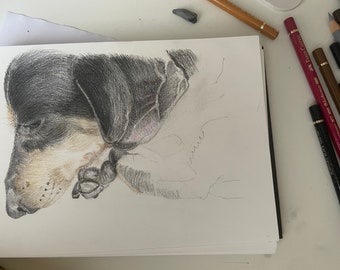 Pet portrait, handmade drawing, pets, animals, colored pencil.