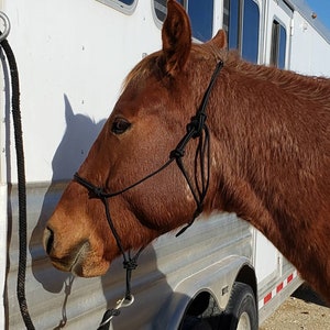 Rope halter for average size horse or mule