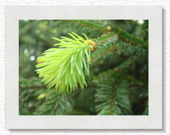 Go Green Pine Tree Print, Printable Wall Art, Nature Photography Prints, Pine Tree Art, Photo Printable in 6 Sizes, Pine Twig