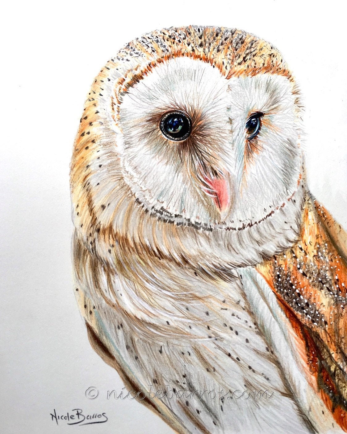 Barn Owl PRINT Coloured Pencil Barn Owl Drawing Animal - Etsy Barn Owl PRINT Coloured Pencil Barn Owl Drawing Animal - Etsy