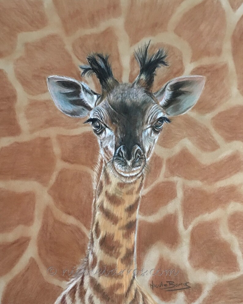 Baby Giraffe PRINT Coloured Pencil Drawing Animal Art - Etsy