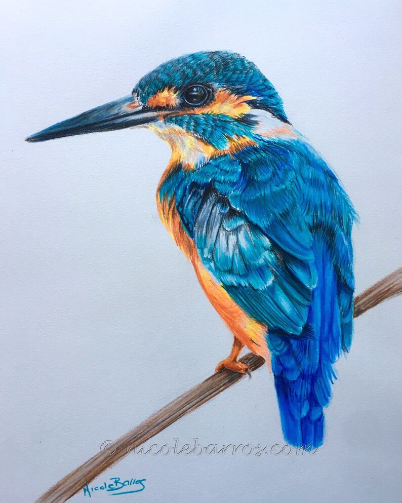 Kingfisher PRINT Coloured Pencil Drawing Bird Wildlife Etsy