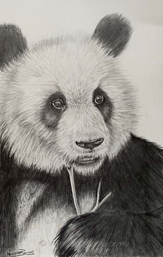 Oso Panda Dibujo Original a Lápiz Arte Animal Decoración - Etsy España
