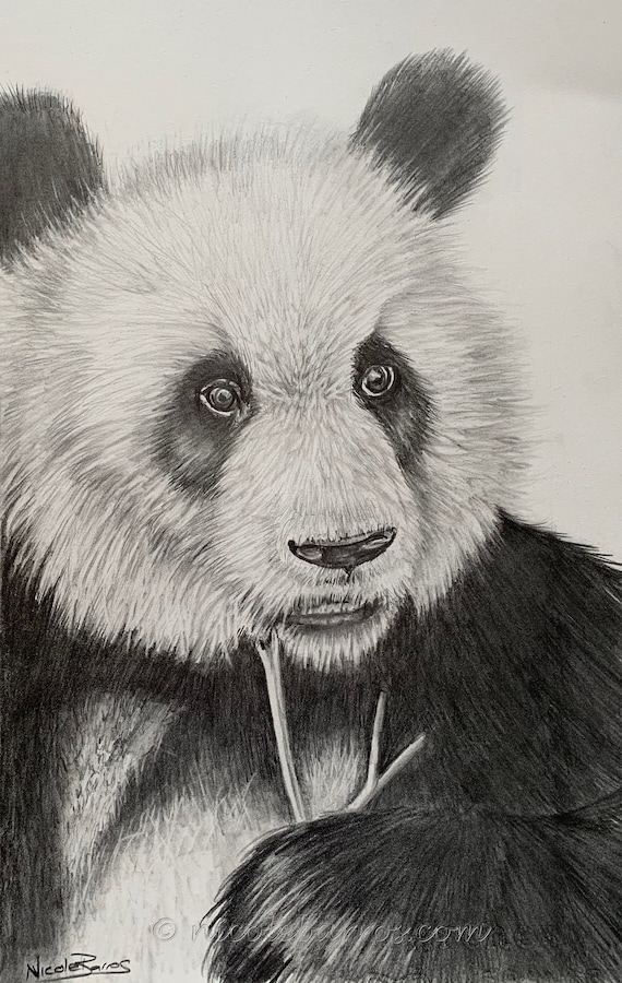 Panda Bear Original Pencil Drawing Animal Art Home Decor - Etsy Panda Bear Original Pencil Drawing Animal Art Home Decor - Etsy