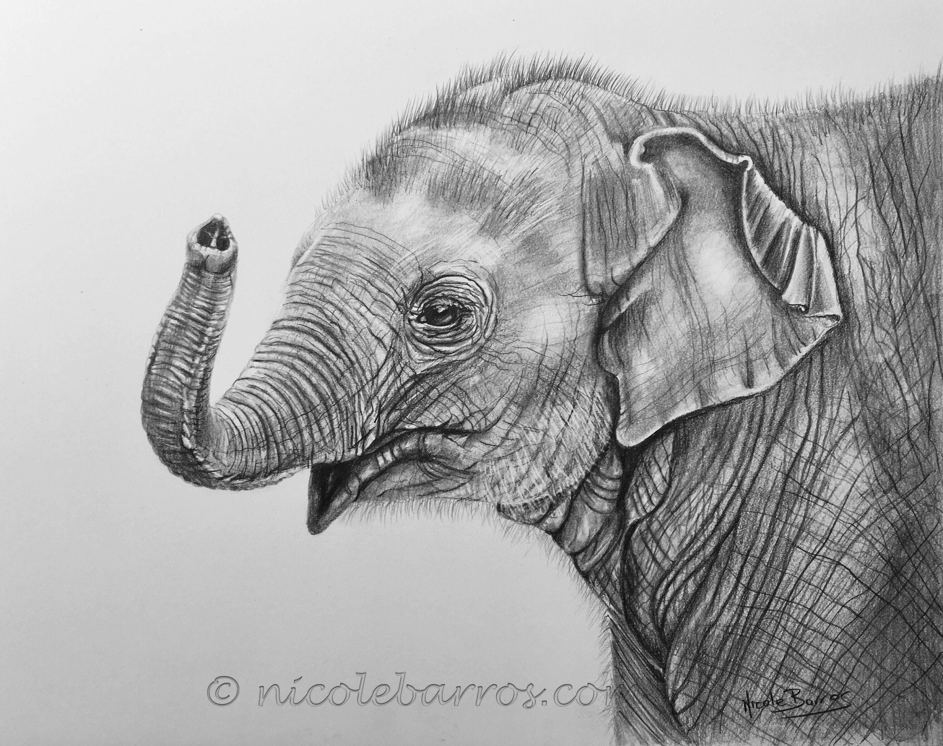 Baby Elephant Original Pencil Drawing Animal Art Home -5278