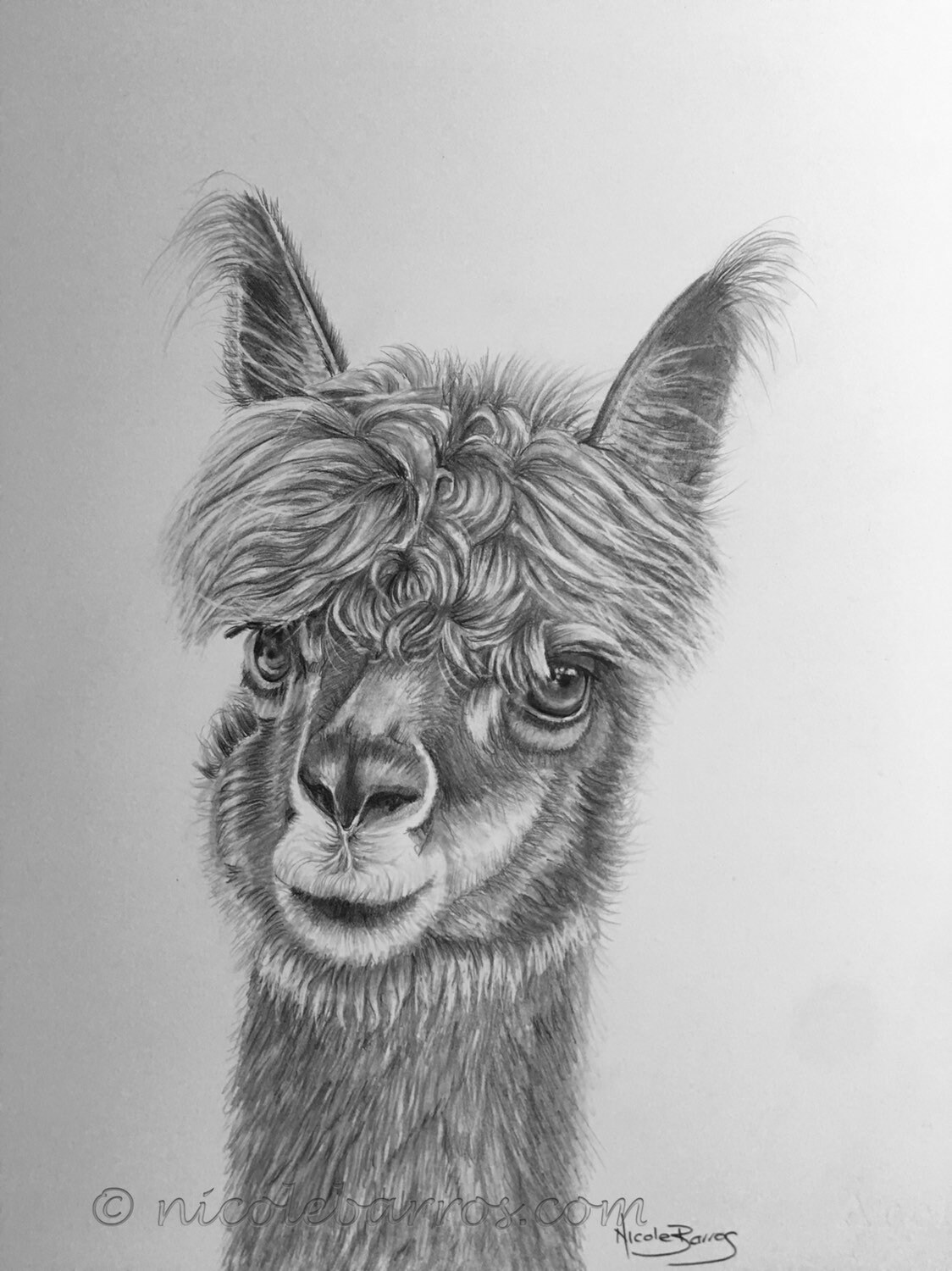 Llama Original Pencil Drawing Animal Art Home Decor Etsy