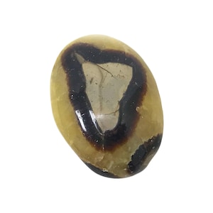 Natural Septarian Palm Stone – Polished Crystal Gemstone for Collectors, Pocket Stone, Display, or Gift – Yellow-Brown Septarian Nodule