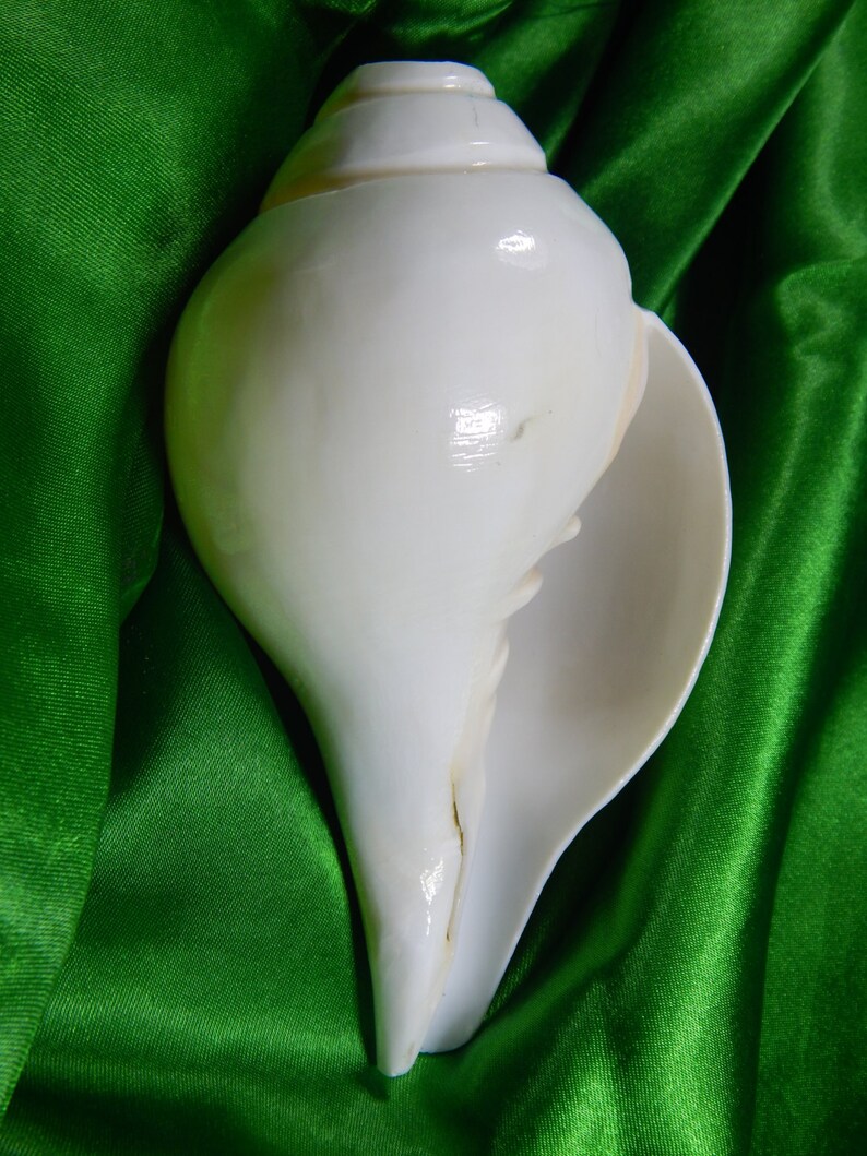 Holy Conch Shell Turbinella pyrum Horn Trumpet Gem Quality Etsy