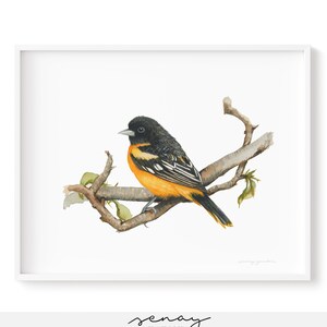 Art Print Oriole Yellow Bird Watercolor Giclée Print Beautiful Painting One Of A Kind Watercolour Artwork Made in Canada, frame Not included