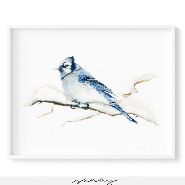 Blue Jay Print - Etsy