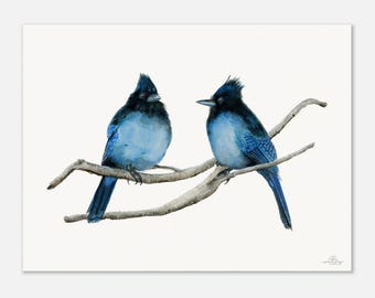 Two Steller Jays Museum-Quality Art Print