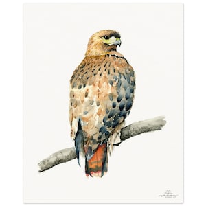 Red-tailed Hawk Museum-Quality Art Print