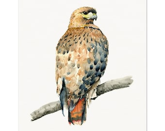 Red-tailed Hawk Museum-Quality Art Print