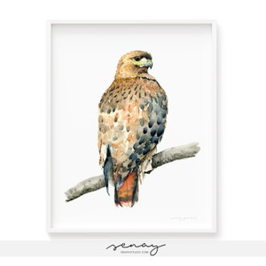 Art Print Gorgeous Red Tailed Hawk Watercolor Painting Museum Quality Giclée Print Beautiful Hawk Bird Watercolour Artwork, frameNOTincluded