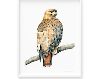 Art Print Gorgeous Red Tailed Hawk Watercolor Painting Museum Quality Giclée Print Beautiful Hawk Bird Watercolour Artwork, frameNOTincluded