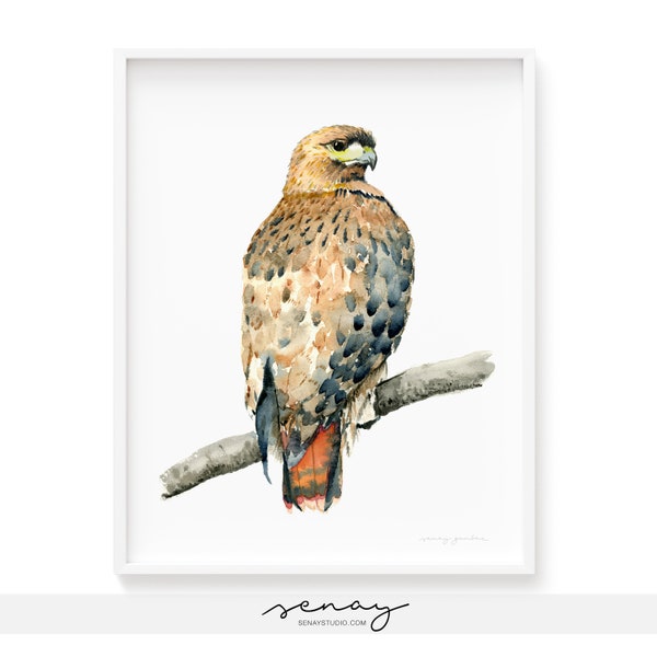 Art Print Gorgeous Red Tailed Hawk Watercolor Painting Museum Quality Giclée Print Beautiful Hawk Bird Watercolour Artwork, frameNOTincluded