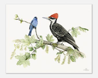 Pileated Woodpecker and Indigo Bunting  Museum-Quality Art Print