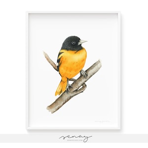 Oriole Bird Art Print High Quality Giclée Print, Watercolour Oriole Bird Yellow Black Colour Cute Bird Perfect Gift Idea, Frame Not included