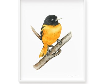 Oriole Bird Art Print Haute Qualité Giclée Print, Aquarelle Oriole Bird Jaune Noir Couleur Mignon Oiseau Idée Cadeau Parfaite, Cadre Non inclus